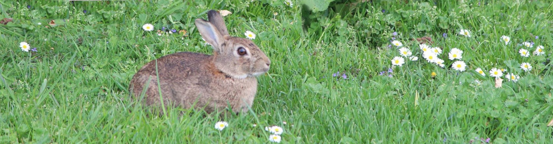 hase