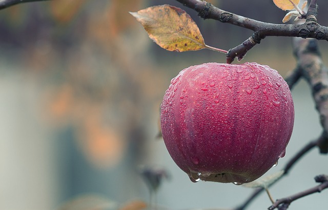 Apfel (Norbert Lehmann)