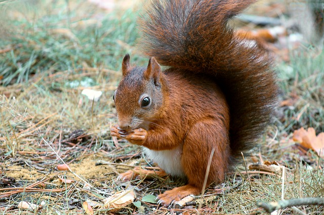 Eichhörnchen (Norbert Lehmann)