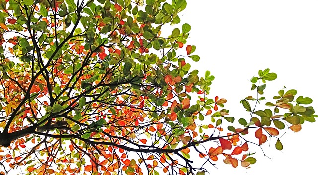 Herbstbaumast (Norbert Lehmann)
