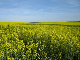 Rapsfeld rechts