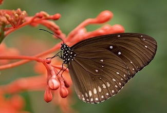 Schmetterling