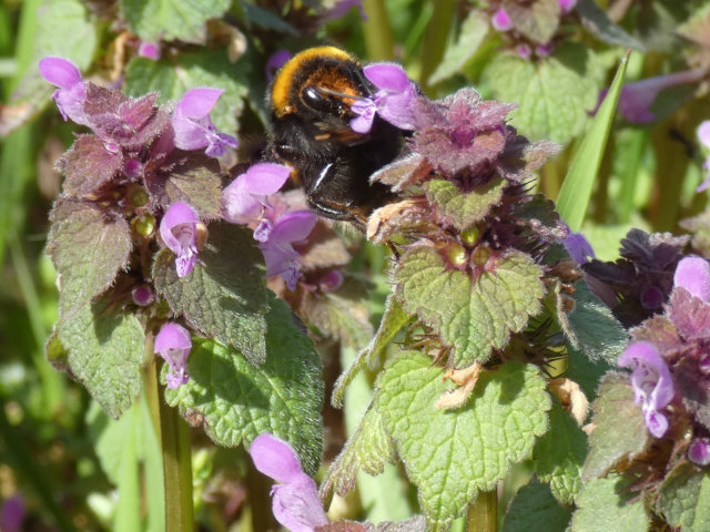 Taubnessel mit Hummel.