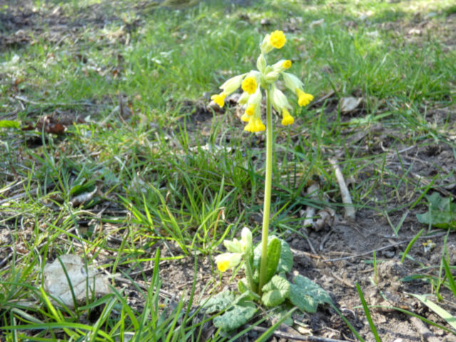 Schlüsselblume