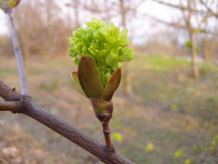 Die Frucht ist Fülle - Du bist die Frucht!