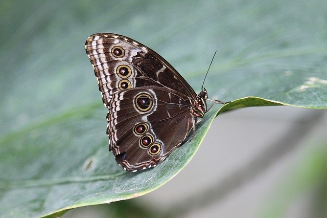 Schmetterling auf seiner Welle