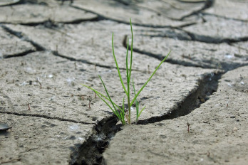 Die Kraft des Grases