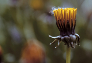 Butterblume Knospe geht auf