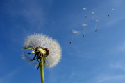 Butterblume fliegender Samen